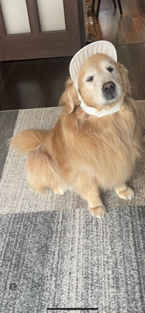 今日のワンちゃん🐶