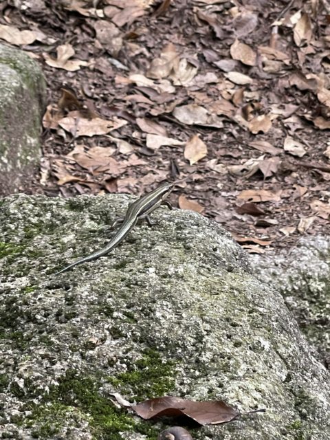 久々の御在所岳⛰️