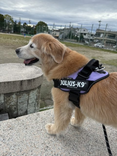 昨日のムーア🐶