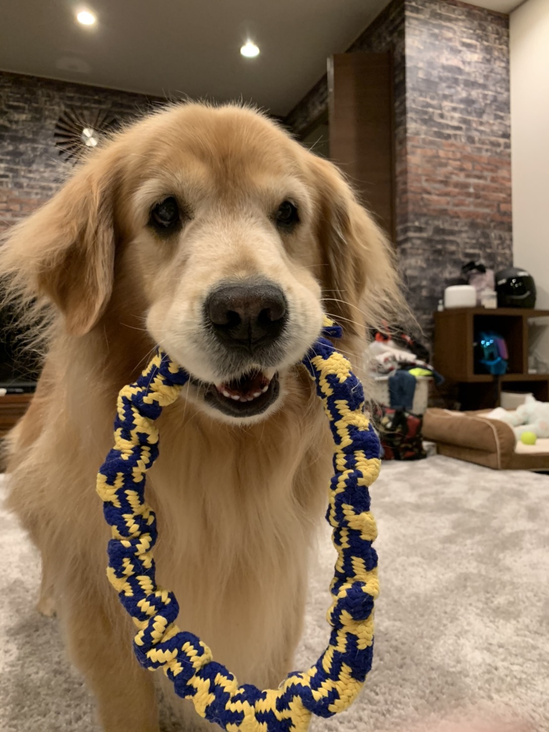 愛犬happy birthday