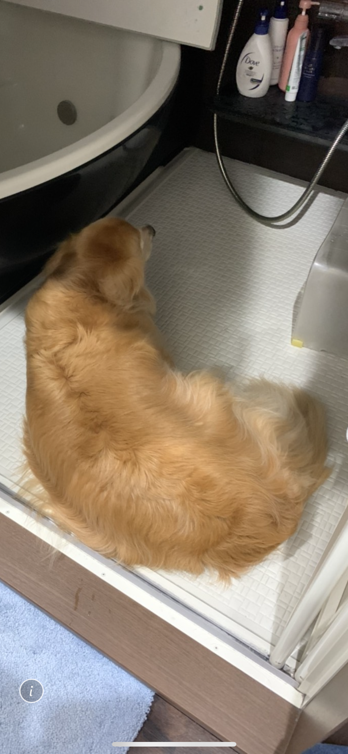 今日のワンコ🐶