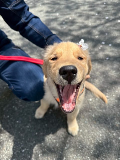 お散歩デビュー