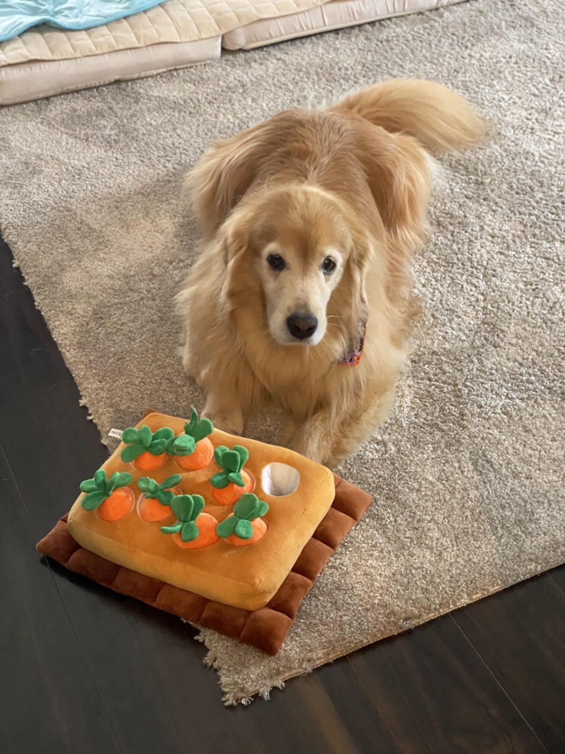 今日のワンコ🐶