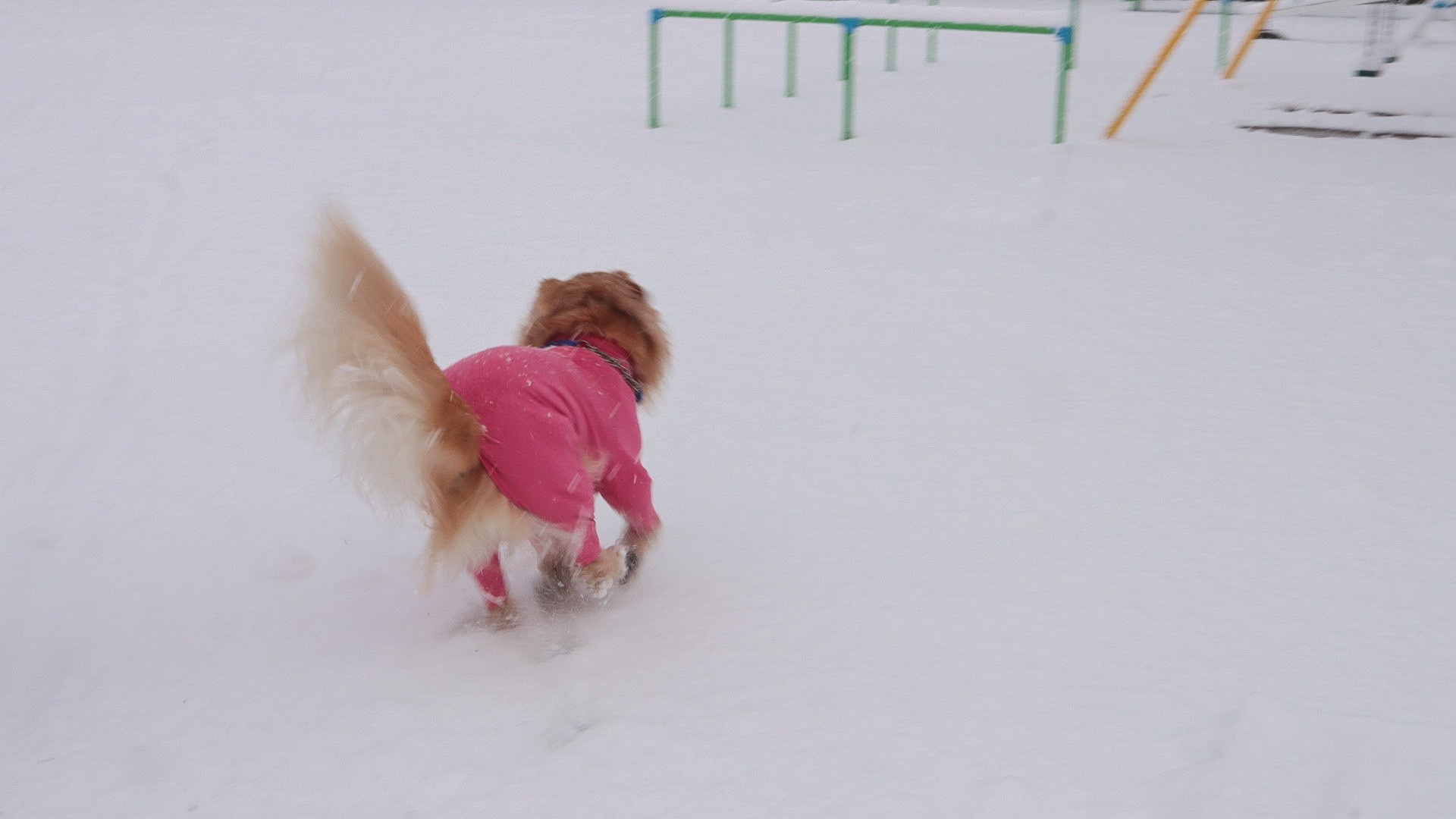 雪の中で遊ぶムーア🐶