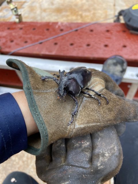 現場にカブトムシ