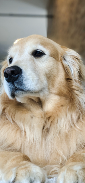 今日のワンちゃん